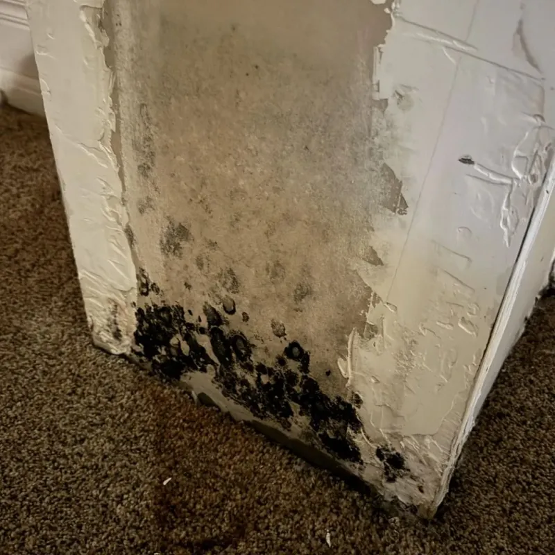 Professional Mold Removal in Mauriceville, TX